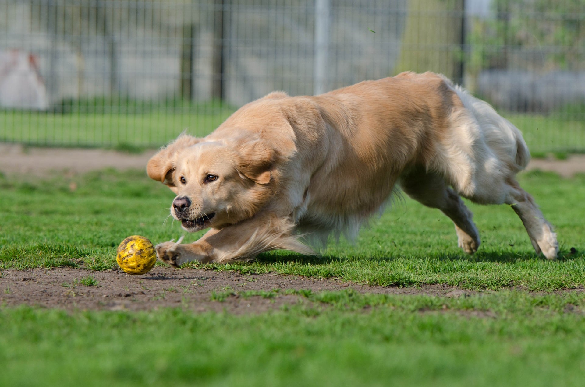 Comment Adopter un chien dans un refuge ? Tout nos conseils