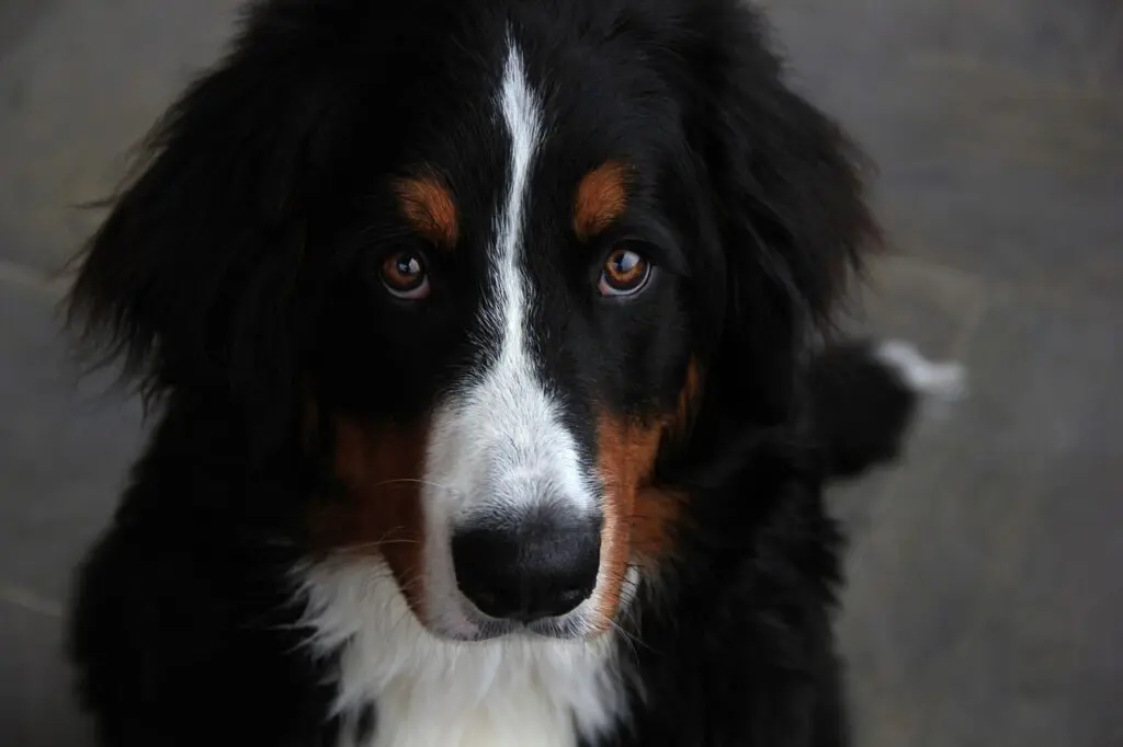 chien bouvier