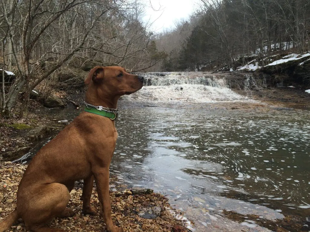 chien au bord de l'eau