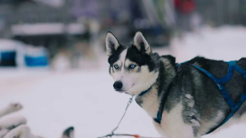 chien qui porte un harnais