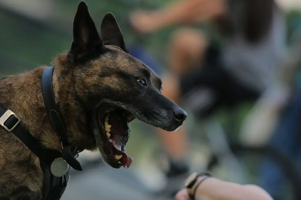 chien avec la gueule ouverte