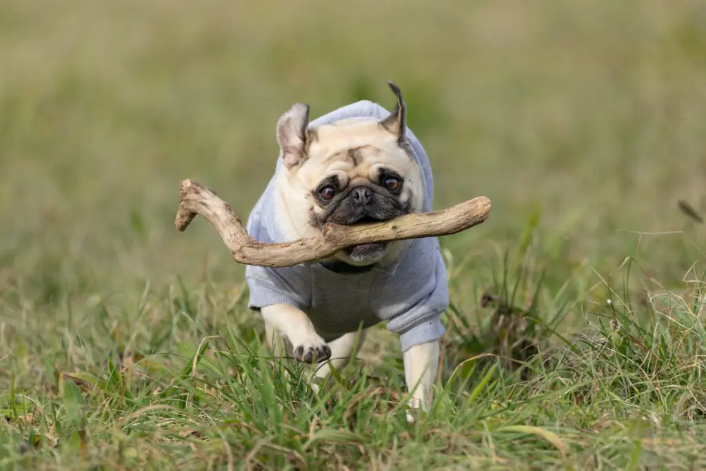 chien qui rapporte un bâton