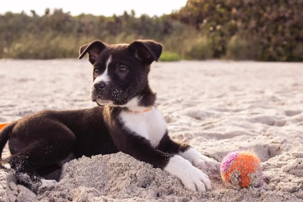 chiot et balle rouge