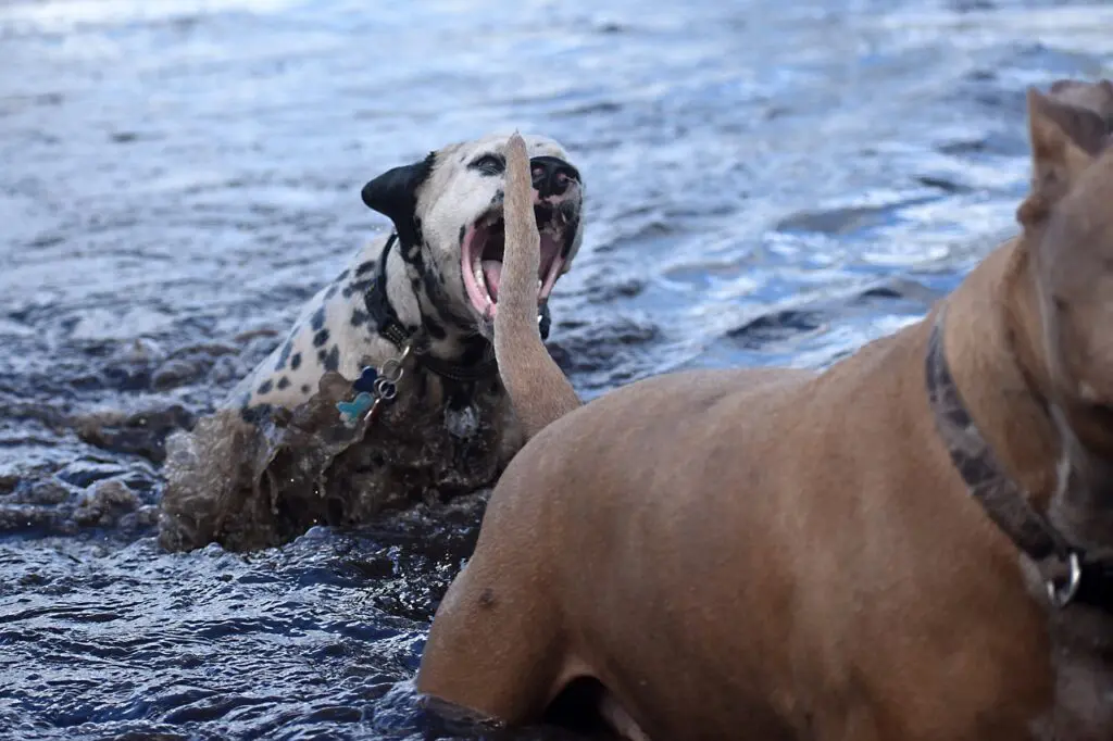 chien qui va mordre un autre chien
